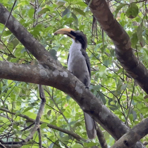 Grey hornbill in Hiriketiya Beach