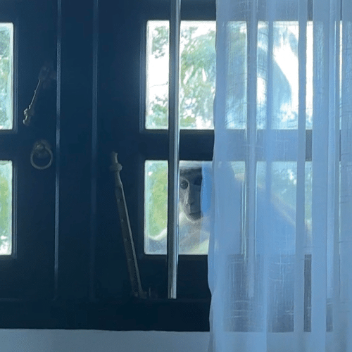 Monkey peering through a window