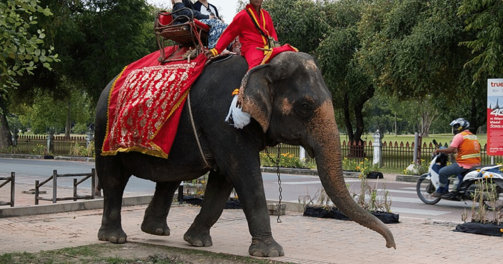 Tourists riding an elephant in Thailand, the elephant is in chains