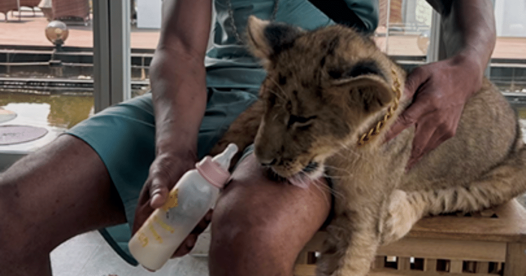 Tourist bottle feeding a lion cub in Thailand