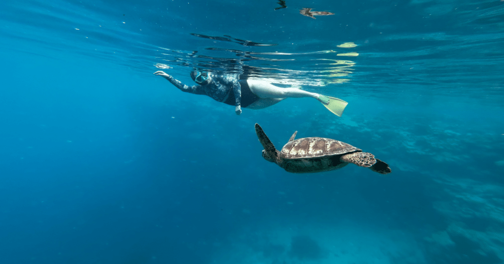 Swimming with a turtle in Rarotonga, Cook Islands
