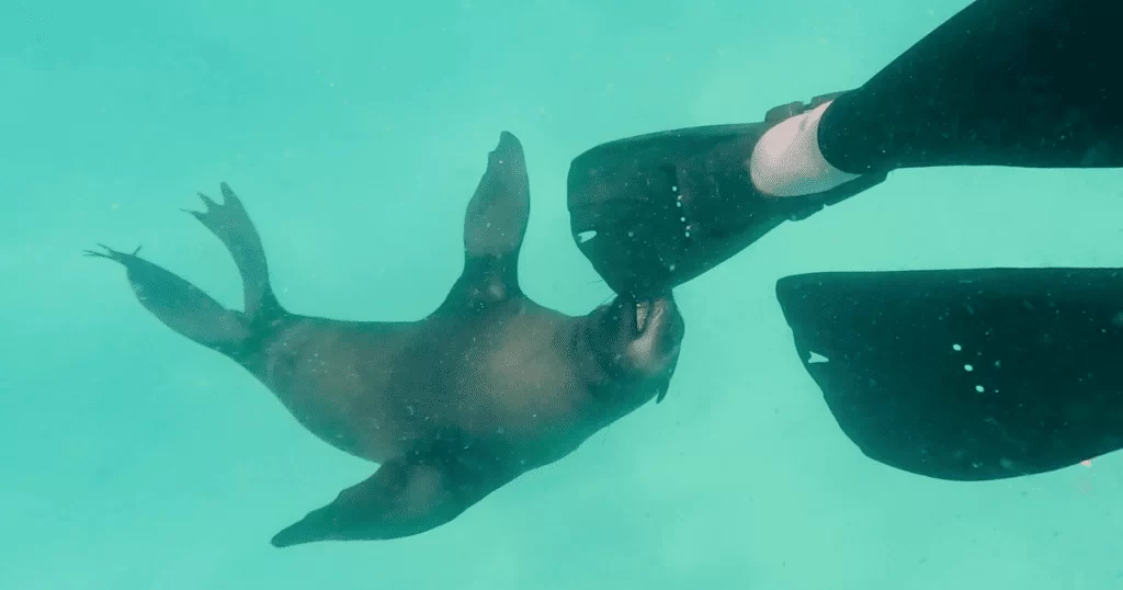 playful seal biting at swimmer's flipper