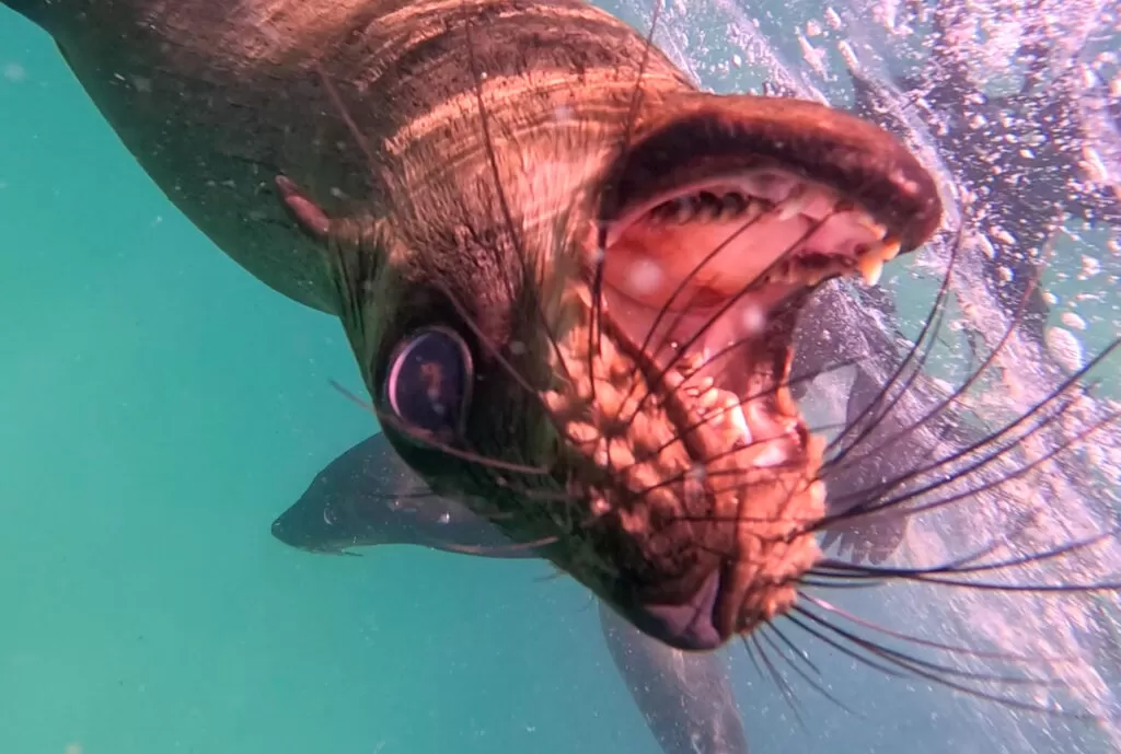 Swimming with seals in South Africa