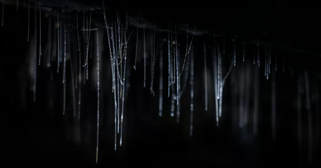 Glow worms hanging from dark cave ceiling